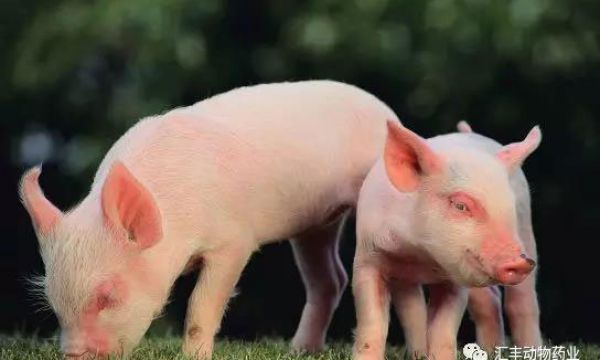 猪∮腹泻病毒系列――猪嵴病毒