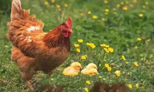 如何提高鸡�免疫抗体 保障养¤鸡全过程安全