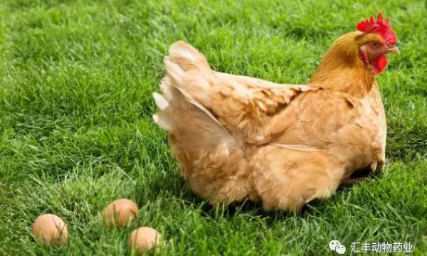 如何观★察鸡群的表现确定鸡群是否发病