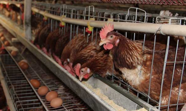 一例蛋鸡感染禽多杀性巴氏杆菌的诊断