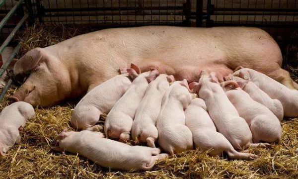 母猪产�詈蟛皇匙酆险髦瘟�