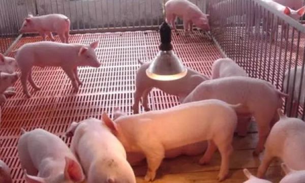仔猪的营养〓需要和饲养管理