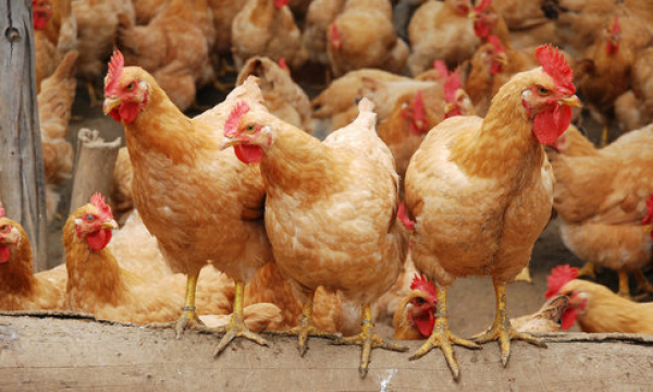 中国肉鸡养殖行〓业新常态