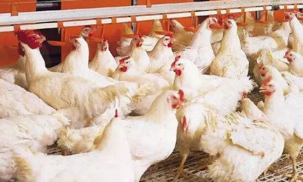 中国肉鸡养♀殖行业发展前景