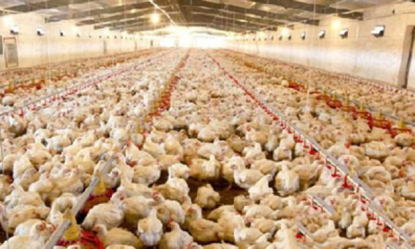 你知道防治鸡流感要用什么药吗？