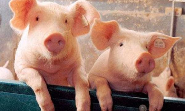 你知道圆环病毒对各阶段猪只有哪些影响吗？