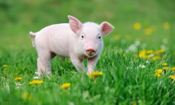 你知道圆环病毒对各阶段猪只有哪些影响吗？（二）