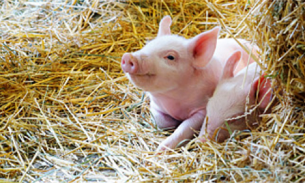 你知道圆环病毒对各阶段猪只有哪些影响吗？（三）