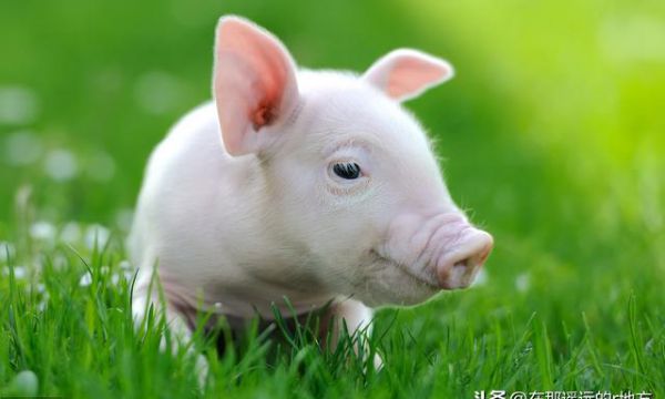 猪附红细胞体病的防与治