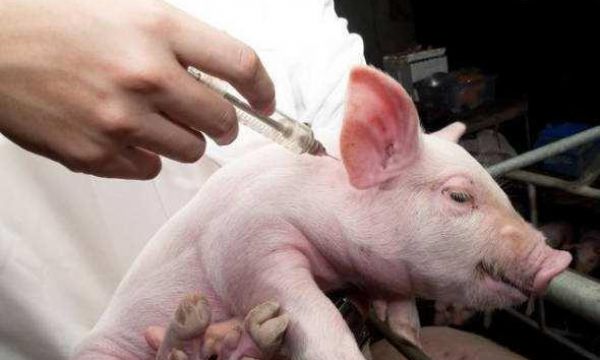 你知道规模化猪场都如何用药吗？